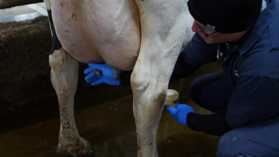 Fresh Cow Procedures